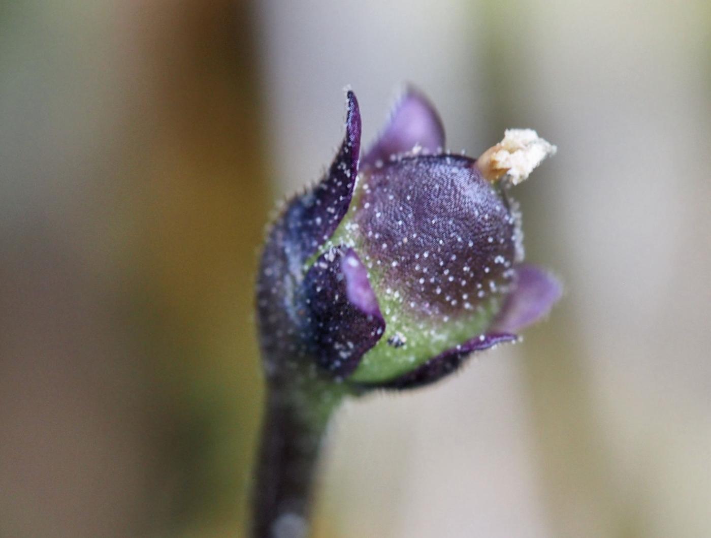 Butterwort, Common fruit